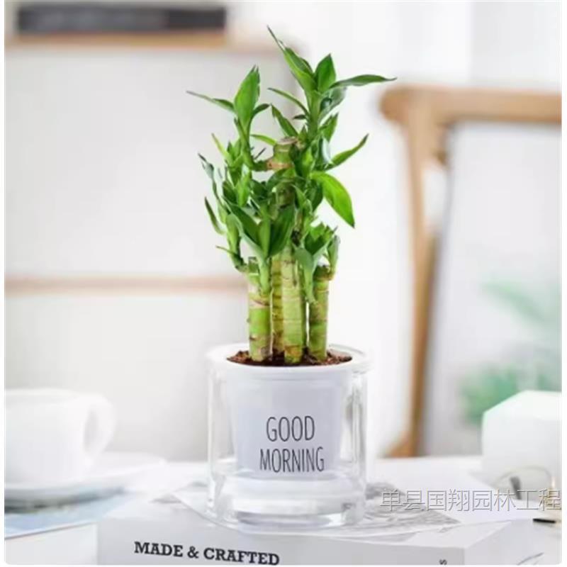 Fugui Bamboo Indoor Lucky Green Plants BBQ Lotus Bamboo Hydroponic…