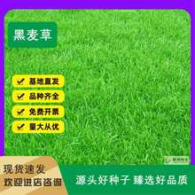 批发多年生黑麦草草种高尔夫草籽球场果岭草高速种子护坡草复绿