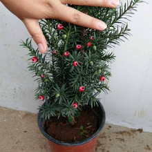 正宗曼地亚红豆杉盆栽红豆杉盆景树桩绿植室内四季常青盆栽花卉苗