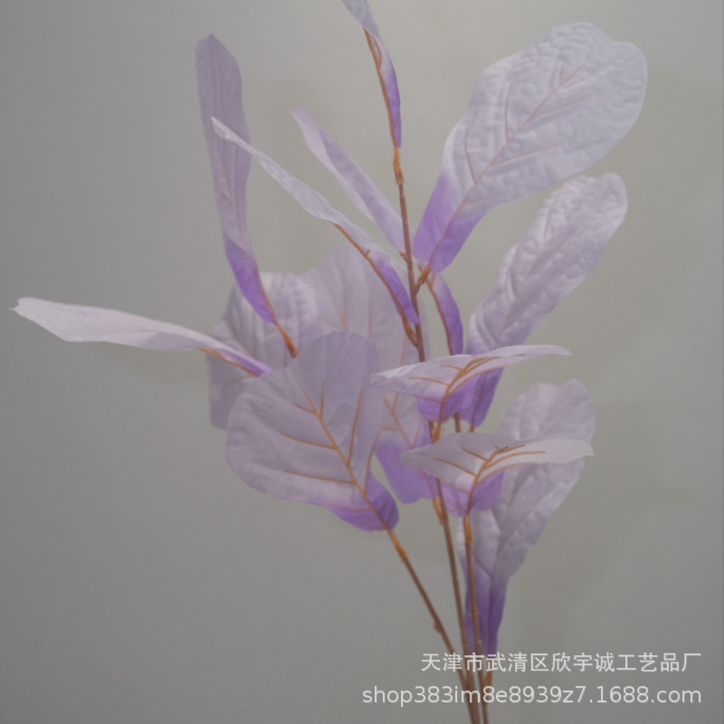 보라