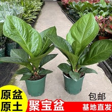 聚宝盆大叶绿植鸟巢花烛盆栽客厅招财水培观叶植物室内好养直批发