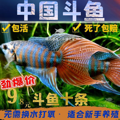 中國鬥魚活魚普叉小熱帶冷水觀賞魚菩薩魚苗懶人耐活好養