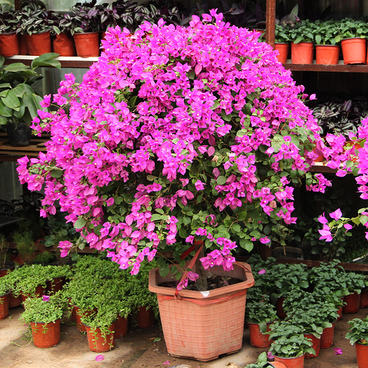 三角梅带花发三角梅四季开花三角梅花苗爬藤三角梅花卉花苗盆栽