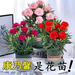 Carnation Flower Seedlings Potted with Buds Cold-Resistant Green Four-Season Blooming Indoor Balcony Living Room Green Plants Herbal Florals