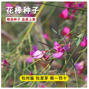 �����N�����ݷN�ѻ�����ľ�N�Ѽ�֦���S��ţ����Ϲ�ɳ��ľ�^�p�N