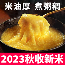 2023年黄小米新米东北小米杂粮新米粗粮五谷杂粮煮小米粥食用5斤