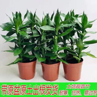 土培观音竹盆栽水培富贵竹荷花竹室内客厅水培好养绿植四季花卉