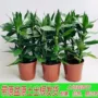四季客厅水培盆栽荷花竹