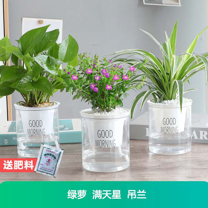 [포름알데히드 흡수 패키지] 안개꽃 + 포토스 + 금연엽록소 + 무료비료