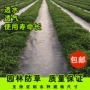 园林除草滴灌抗老化地布