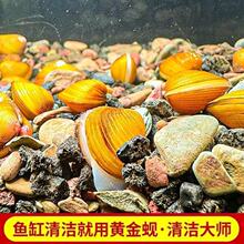 黄金蚬河蚬溪蚬小河蚌黄金螺除藻 清洁净水观赏 鱼缸吃鱼粪便清理