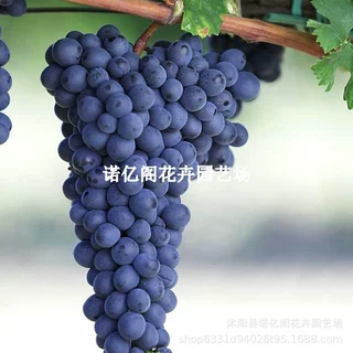 赤霞珠葡萄树苗南方北方种植抗寒耐旱可酿酒葡萄苗盆栽地栽果树苗