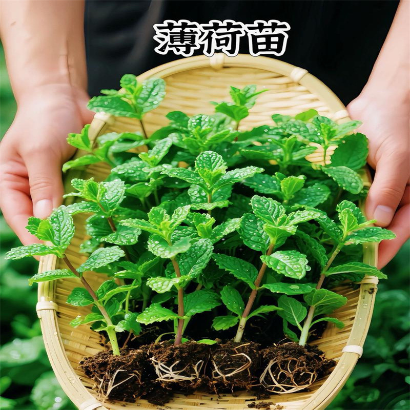 Edible Mint Potted Plants, Extra-Large Indoor Hydroponic Mint Leaves, Seeds, Rosemary, Mosquito-Repelling Green Plants, Easy to Maintain Edible Mint Potted Plants, Extra-Large Indoor Hydroponic Mint Leaves, Seeds, Rosemary, Mosquito-Repelling Green Plants, Easy to Maintain