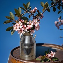 �����F؛��Ȼɫ�̹��Fˇ�廨��Ͳ����������ʽ��@�L�@ˇ�ҾӔ[��