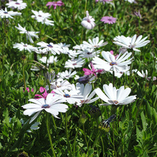 lϷf۾շN׷N׹ܽػN⻨ջN