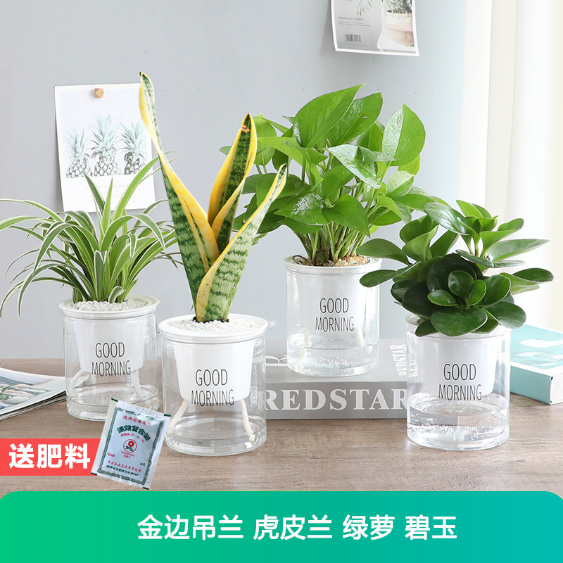 [포름알데히드 흡수 화분 4개] 포토스 + 금연엽록소 + 타이거 피트 난초 + 재스퍼 + 무료 비료