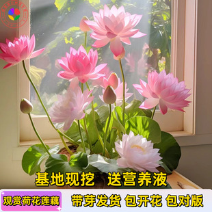 Ornamental Lotus Potted Water-Cultured Edible Lotus Lotus Seedlings Water Lily Bowl Lotus Hydroponic Pond Plants Flower Seeds