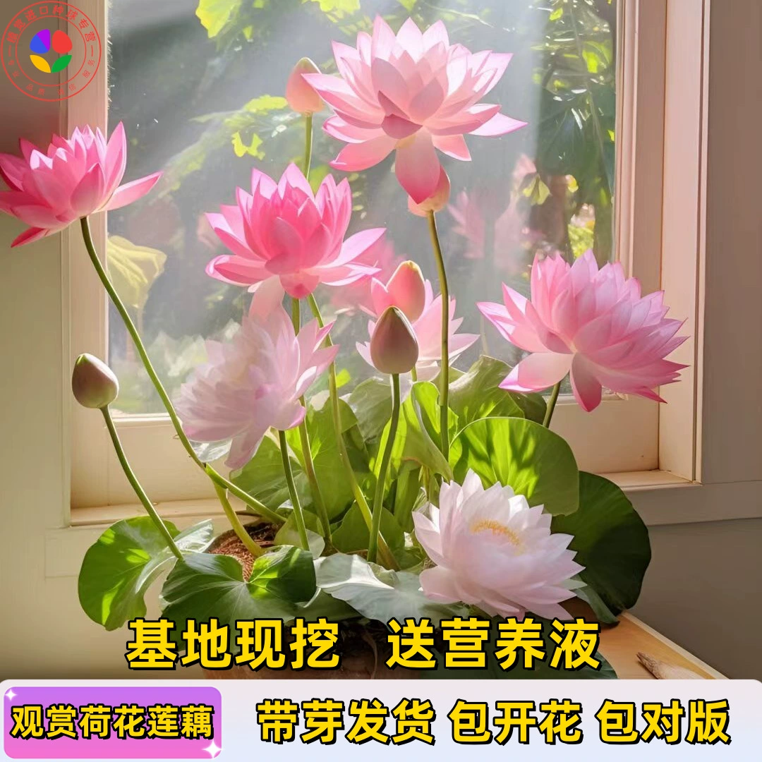 Декоративный лотос в горшке, водный культивированный съедобный лотос, саженцы лотоса, чаша для водяной лилии, лотос, гидропонные растения для пруда, семена цветов