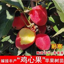 ���Ĺ���ɳ�����������u�Ĺ�С�O�����������S������Y���޽���