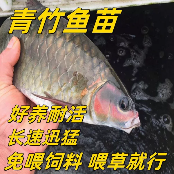 [实惠2—3厘米30条送20%防损]