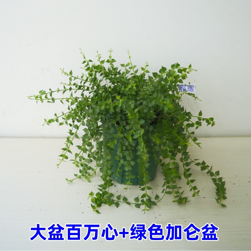 밀리언 하트(대형 세면대) + 갤런 세면대