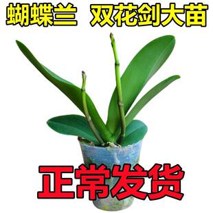 �p���������m�����m�����玧�����������͏d�����҃Ȼ����B�׳ɻ�