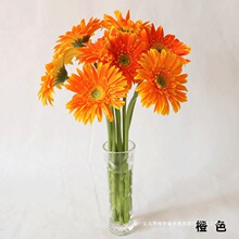 【非洲菊】枝条好 花期长 昆明鲜花批发 基地扶郎花直供 鲜切花