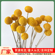 黄金球家居装饰干花花束金槌花配材摆件干花云南基地风干真花批发