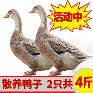 ����2��һֻ�r��ɢ�B���r������������������������r���������r