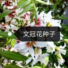 �Ĺڹ��N���Ĺڻ��N��ľ�Ĺٹ���ľ�Ͽ�ե���е���N�²���ľ�N��