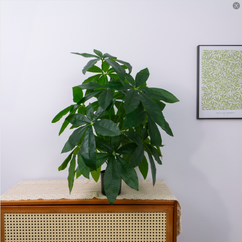モンステラ 大型鉢植え 水耕栽培 大葉植物 古い杭 リビングルーム 大型緑の植物 花 オフィス オープンバックで富を引き寄せる|undefined