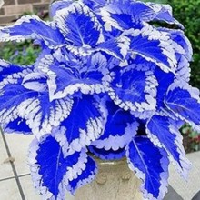 ���~�ݻ��N���ļ��N�\�������^�~���ܻ���ֲ���ͺ��͟��̨����