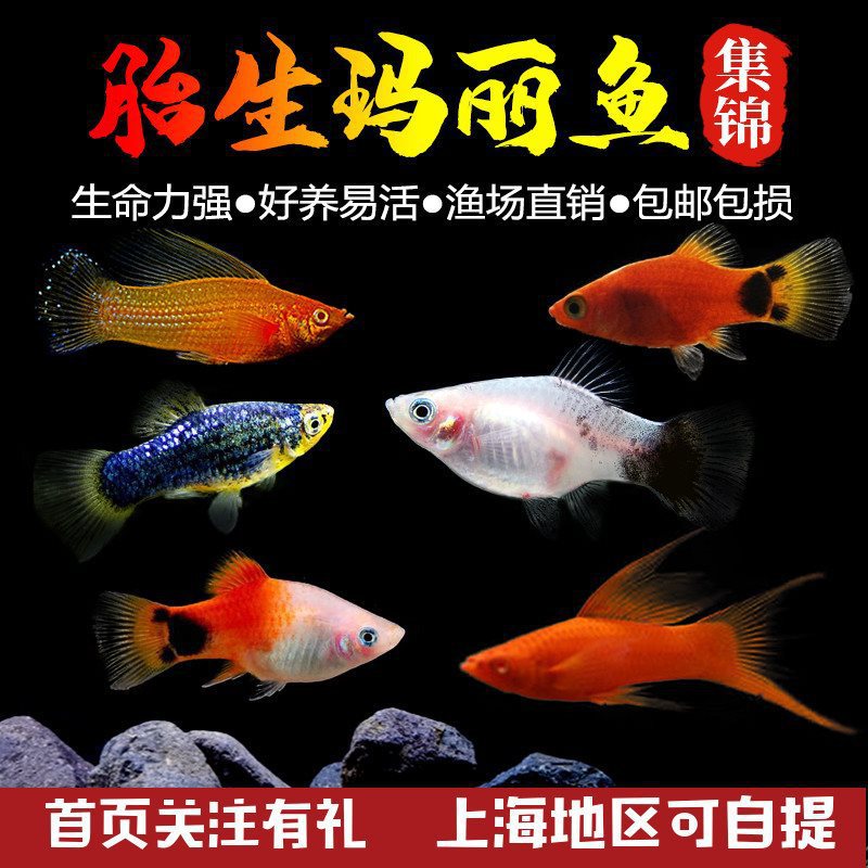 情不自禁完整版BD