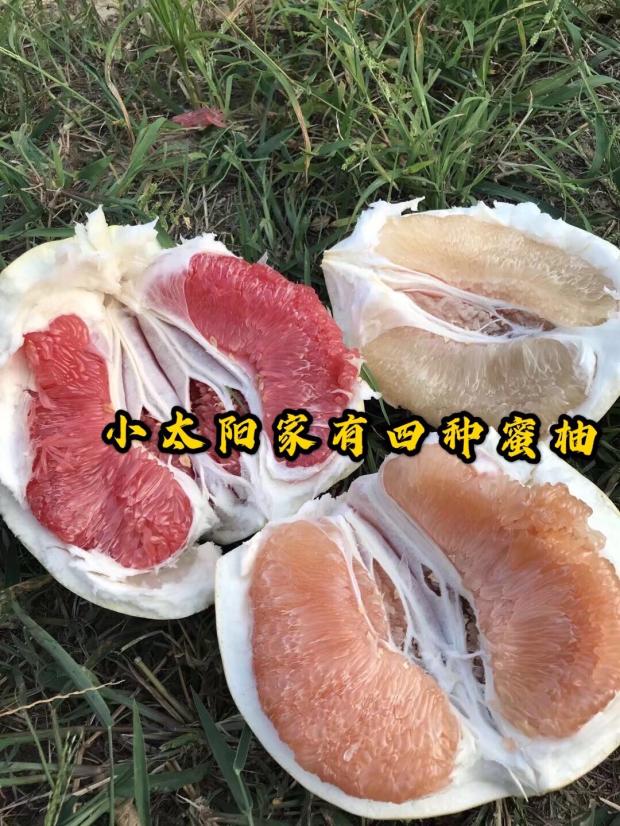 顺丰10斤梅州三红柚红肉蜜柚白心白肉柚子现摘新鲜当季孕妇红心5