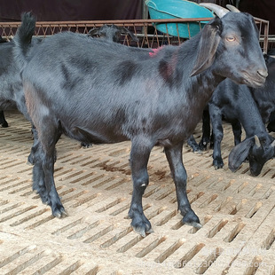 ����ɽ����������Bֳ ���������ɽ���̥����ĸ��N��