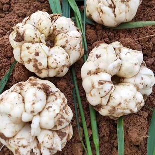 ���d�r�ٺϴ󲿰��]΢��ŴșʳͬԴ��ٺϰٺ������dʳ�ðٺ�