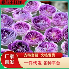 һ�����l�{��ʯ�¼�����ӱ�ϵ��������Ʒ�����^���_���㻨��õ��