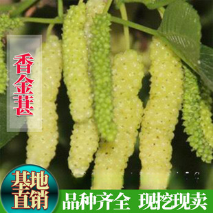 ����ع�ɣ����Lɣ������Ʒ�N����ɣ�ؘ������ժ�@Ʒ�N�ع�����