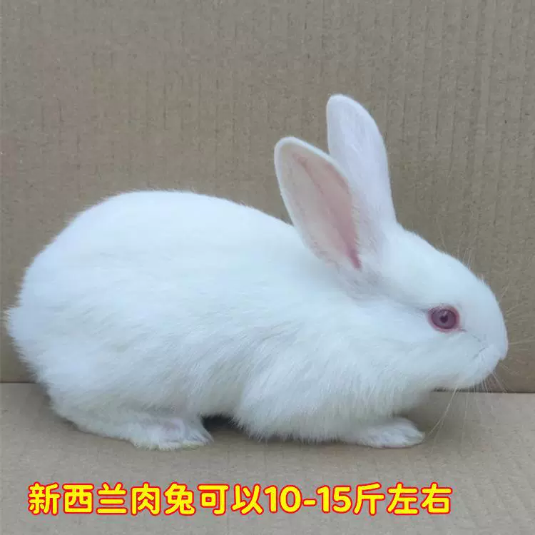 Кролик живое животное большой мясной кролик Новая Зеландия детеныш домашнего разведения взрослый съедобный разведение ежемесячный кролик маленький белый кролик живое животное