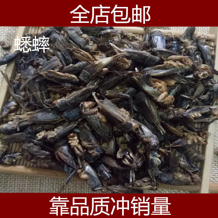 蟋蟀 蟋蟀干蛐蛐 可磨粉500克包邮 店有蝼蛄 五谷虫蝗虫干真货好