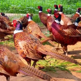 �߲�ɽ�u����wÓ���߲�ɽ�u������߲�ɽ�u���l����