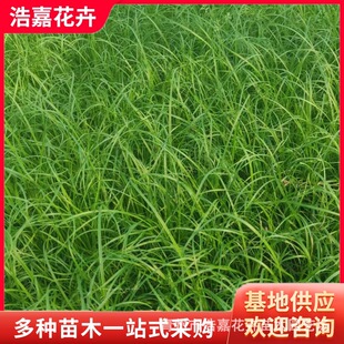 ��GС�����Ա��� ����̦�������޸��r��ܲݻ����G�^�Z��̦��