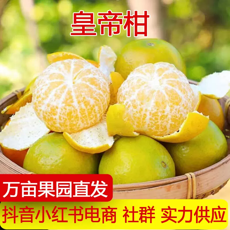 广西皇帝柑新鲜橘子当季水果贡桔子非沃柑砂糖橘整箱代发