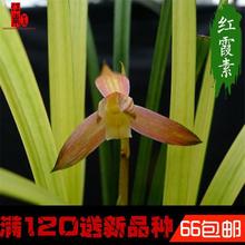 春剑兰花苗 红霞素 奇花浓香红花素心好养易活花卉绿植盆栽