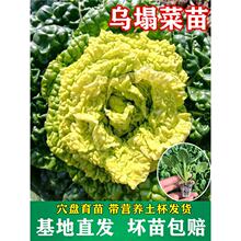 ˷NײSĞ˾ջĞţİ綬ͺ＾