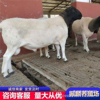 山东杜泊绵羊养殖场 黑头杜泊绵羊创业养殖 可视频可来场