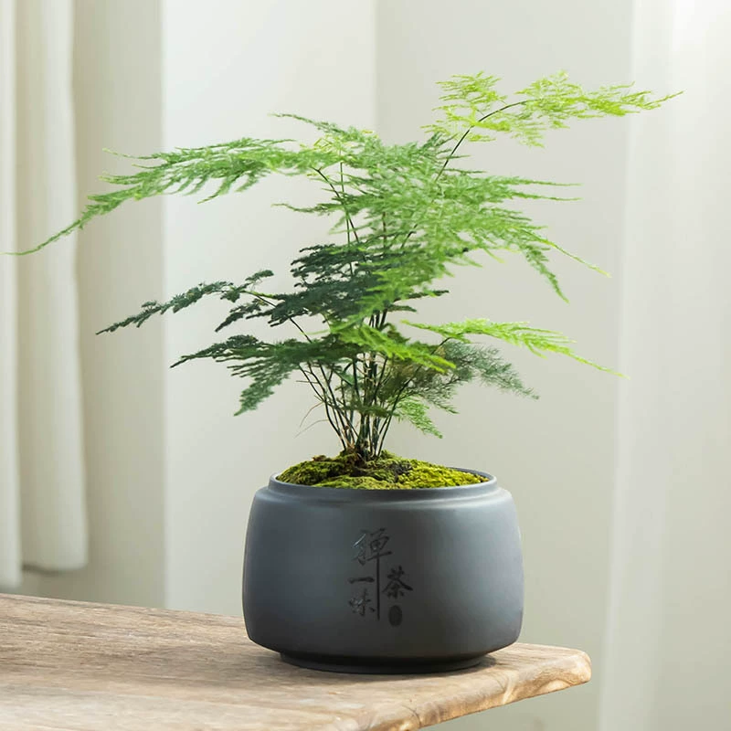 Винтажный Фиолетовый Глиняный плексиглар бонсай цветочный горшок керамический большой бытовой Крытый настольное украшение дерево удачи зеленое растение в горшке