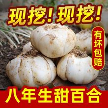 百合种球食用云南腾冲粉糯新鲜百合种子可食可种带 芽新鲜现挖现