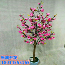 红玉兰花苗紫玉兰树苗黄玉兰小苗沙玉兰苗大花白玉兰盆栽白兰庭院