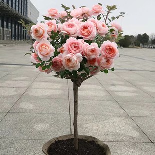�޽Ә䘶�¼���������ǘ���¼�����õ���ͥԺ���Ե����ļ��_��